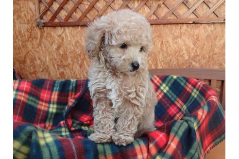 成約済の宮城県のトイプードル-122255の6枚目